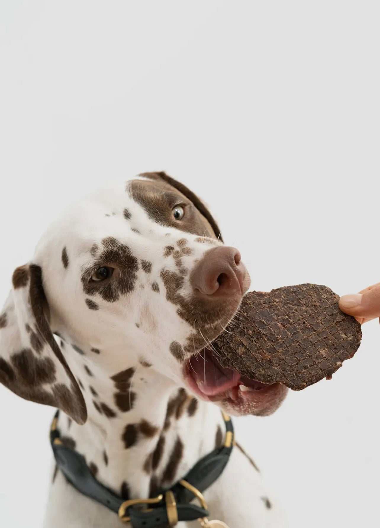 Treats & Yum Yums