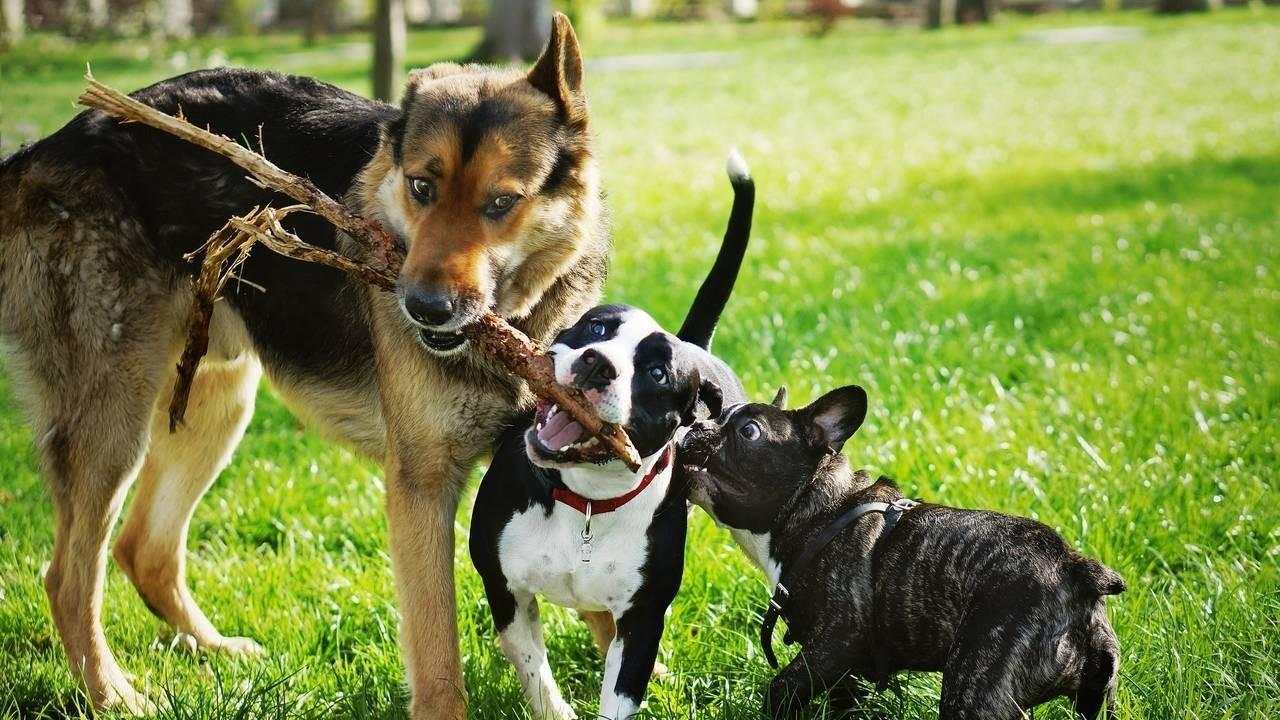 Dogs & Puppies