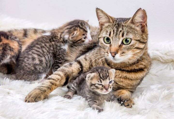 Cat & Kitten Products