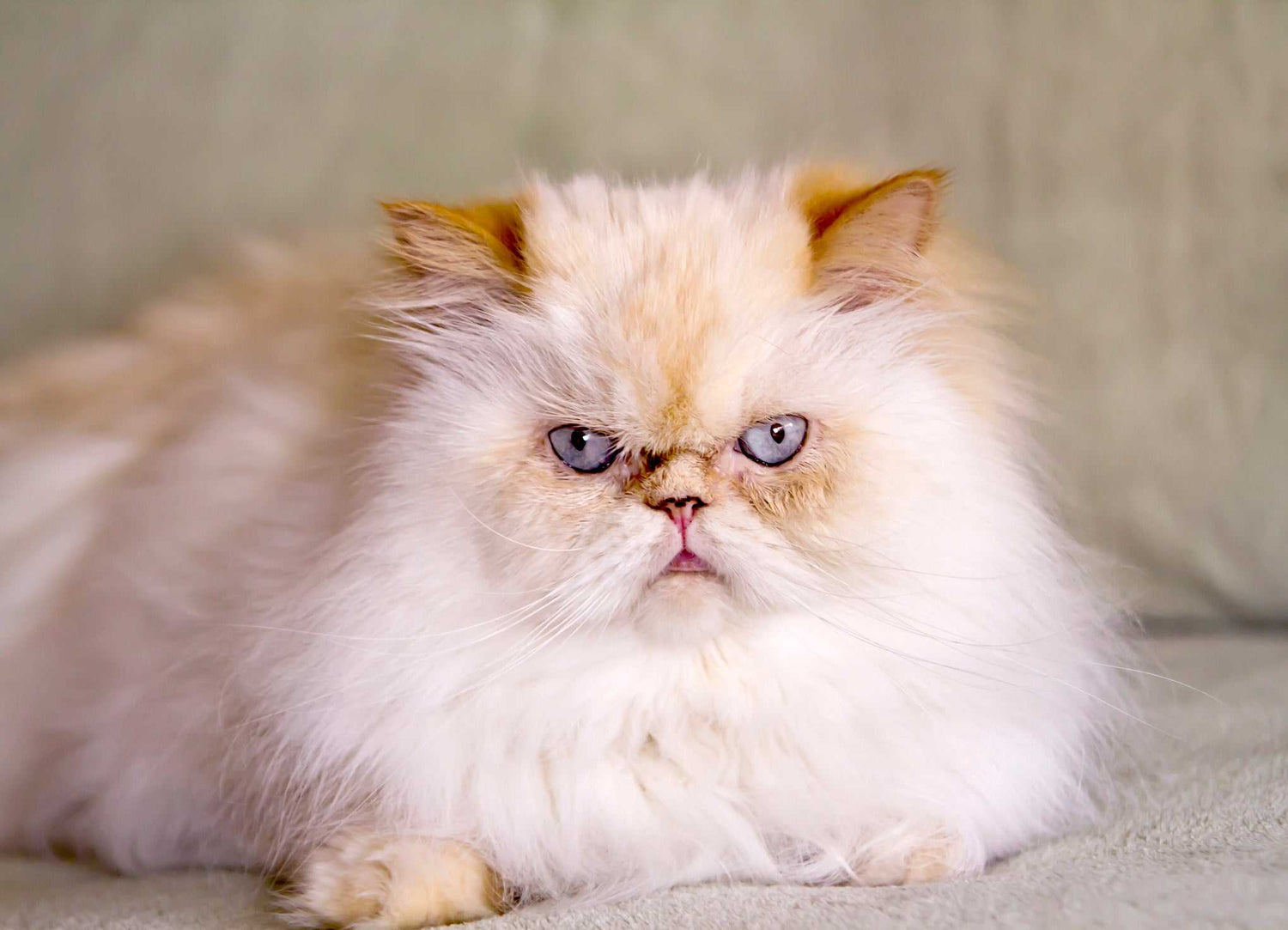 Feline Health & Hygiene