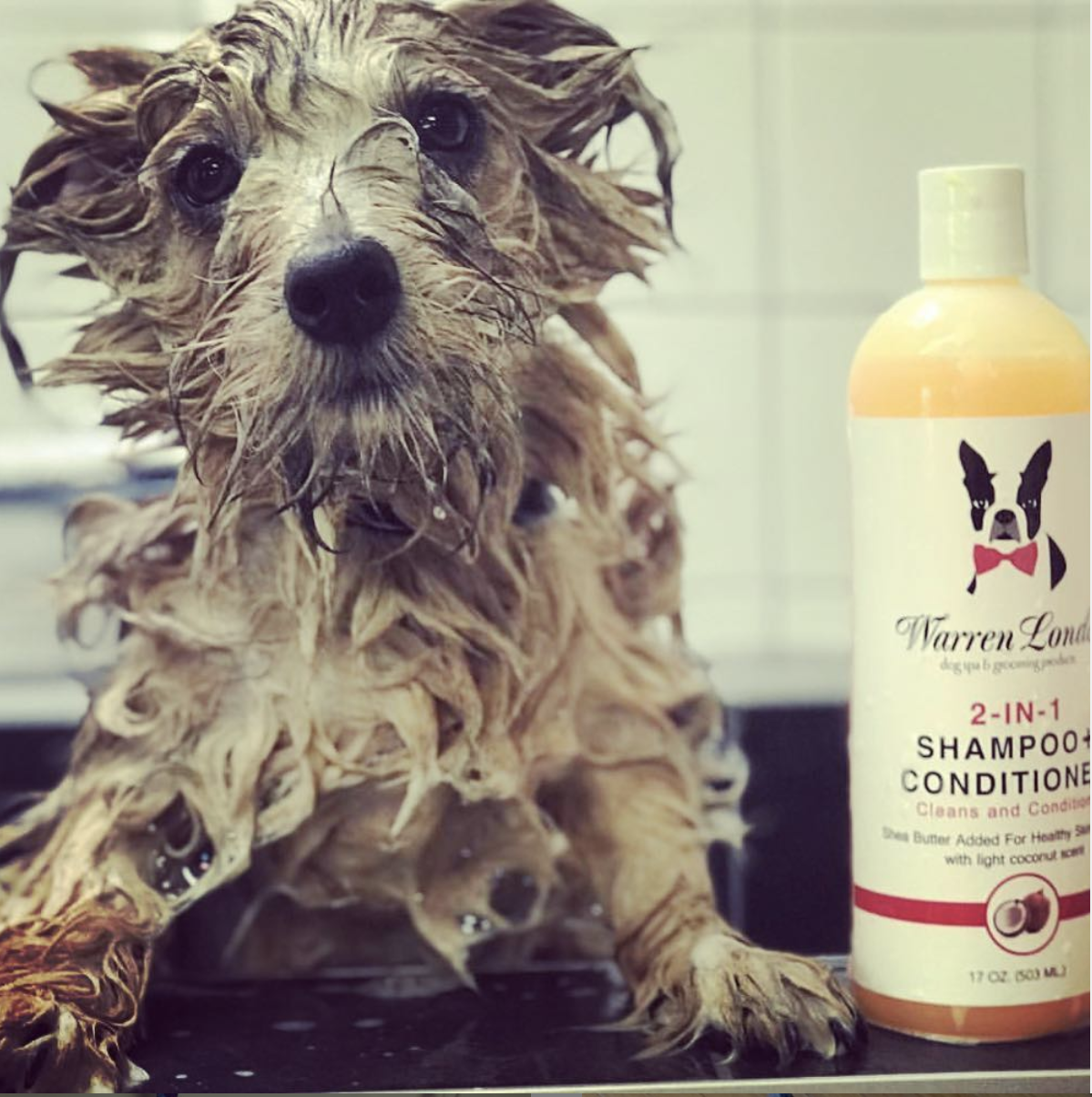 Shampoo: 2 in 1 plus Conditioner