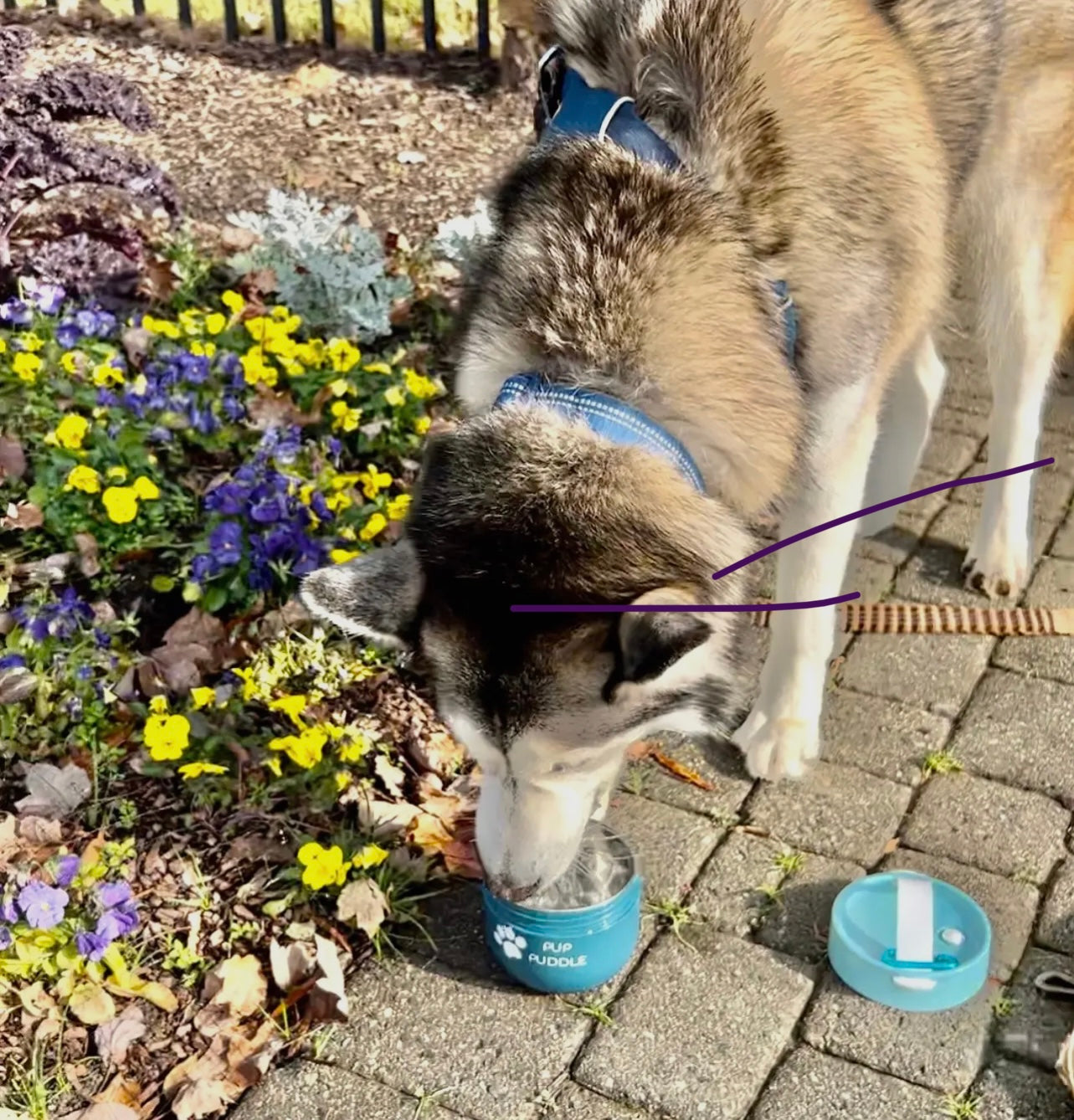 Pup Puddle - Keep Water & Food Cold/Warm - Leakproof