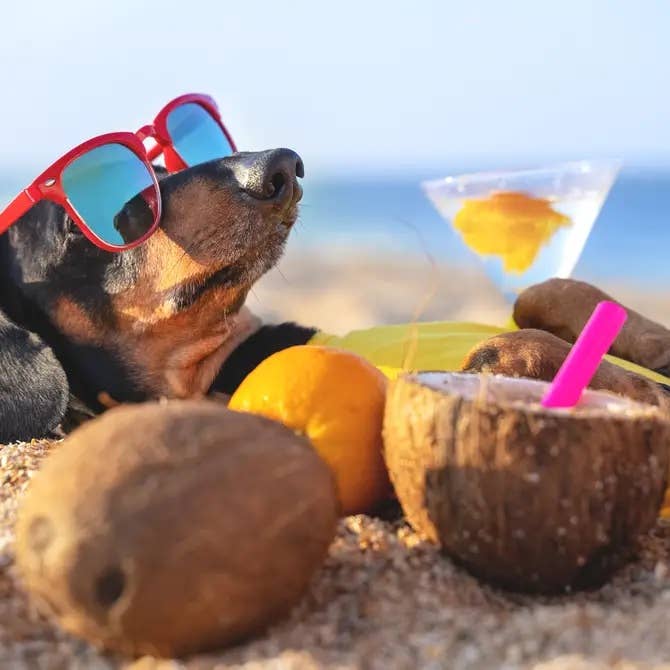 🥥🦴 Woof Island™ Coconut Twist Dog Chew – All-Natural Rawhide-Free Dog Chew