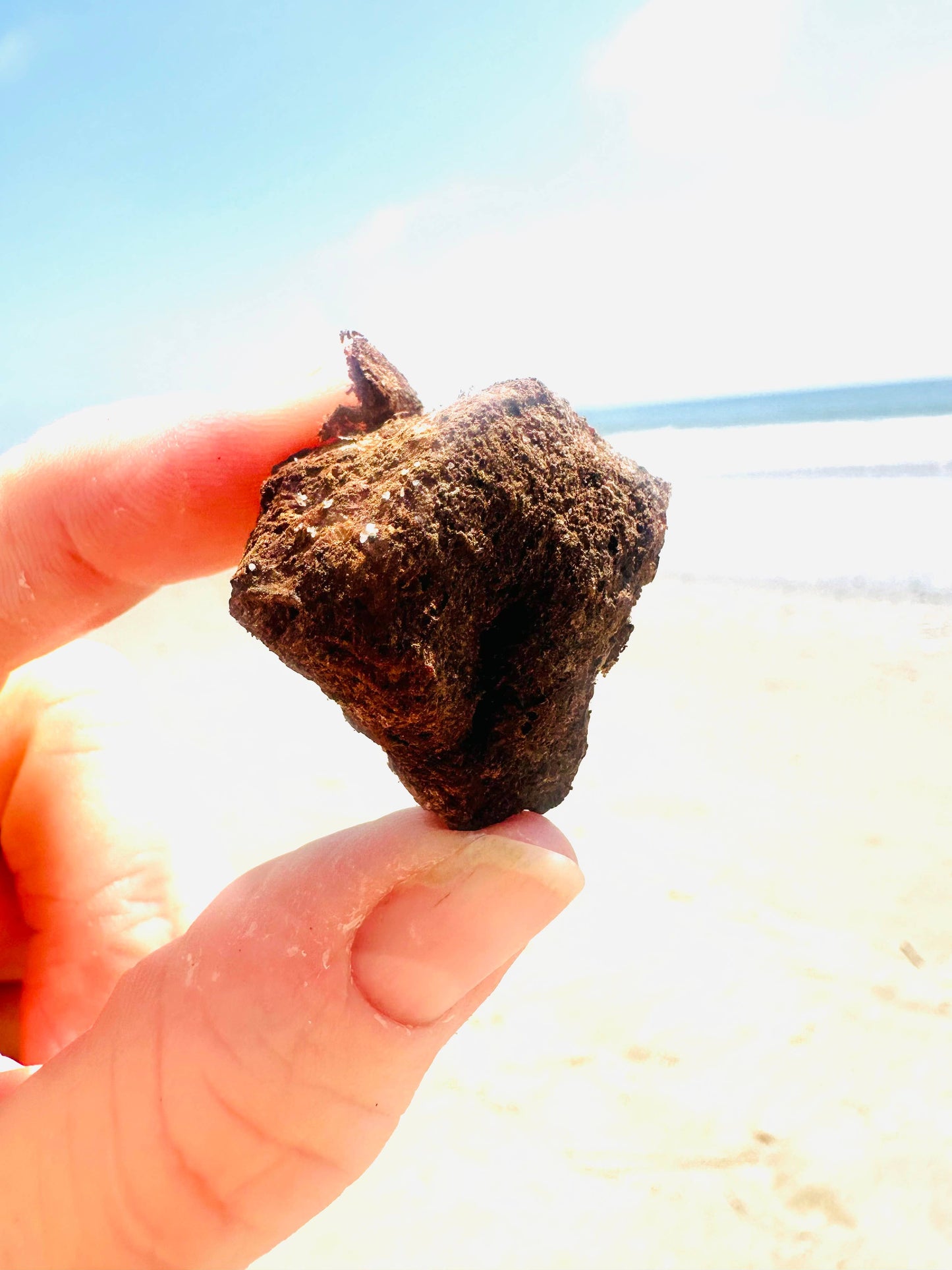 🍄🦬 Organs & Shrooms™ Collection – Grass-Fed Bison Spleen with Organic Mushroom Blend for Dogs & Cats