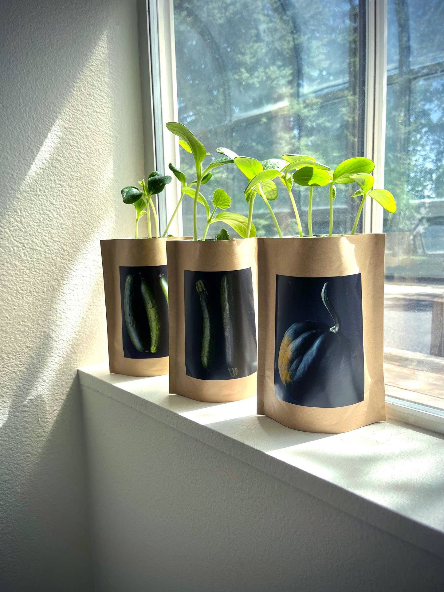 🌱🥒Seed Start | Zucchini | Spring Kitchen Garden Gift