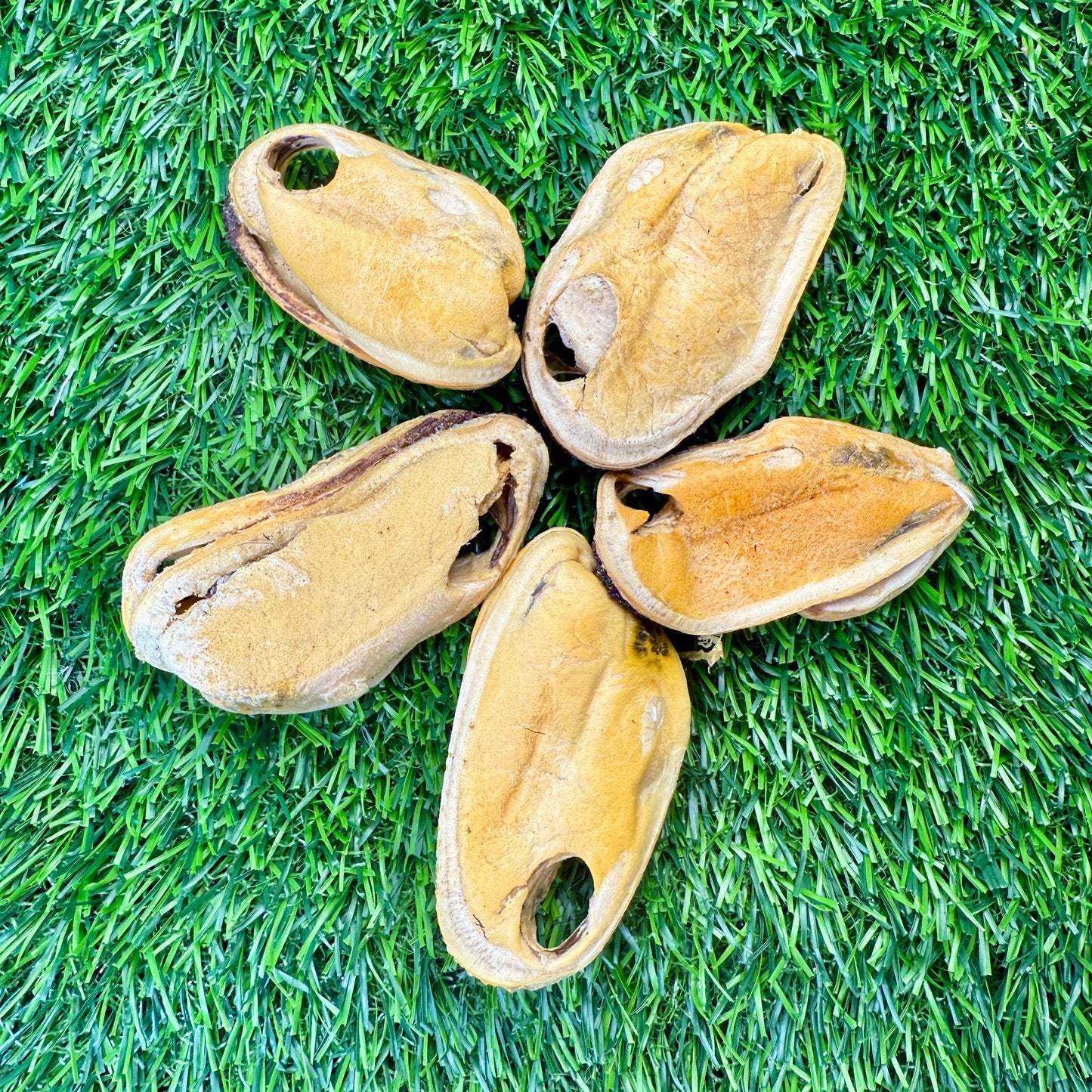 🦪🐶🐱 New Zealand Green Lipped Mussels – Freeze-Dried Treats for Dogs & Cats
