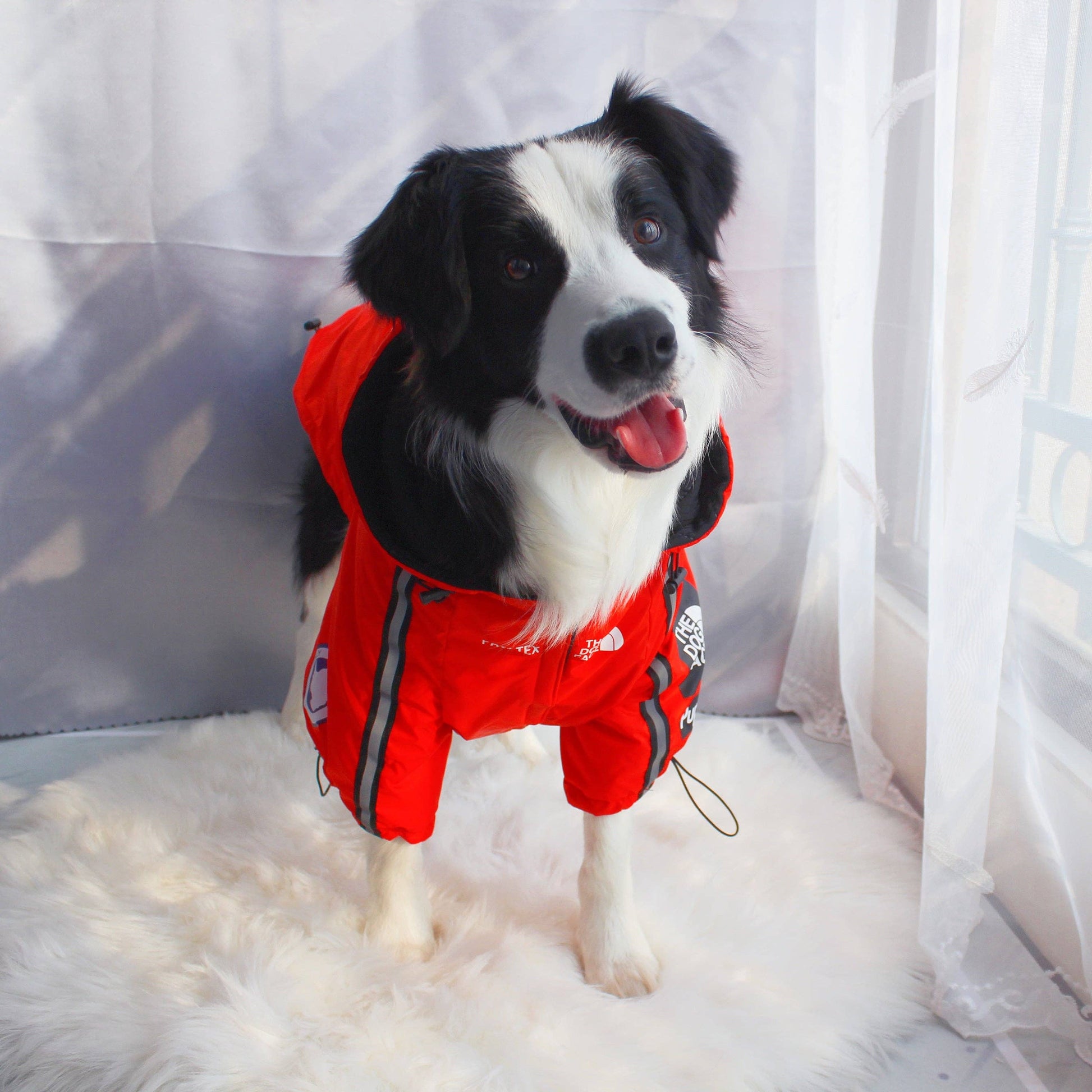 The Dog Face Pet Jacket