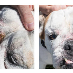 Squishface Wrinkle Paste for Dog Wrinkles & Tear Stains