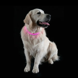Led Safety Light-Up Dog Collar