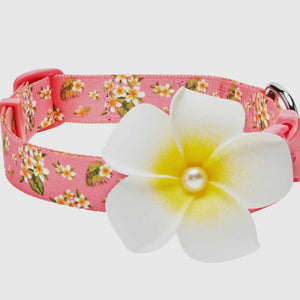 Tropical Yellow Plumeria Flower Dog Collar