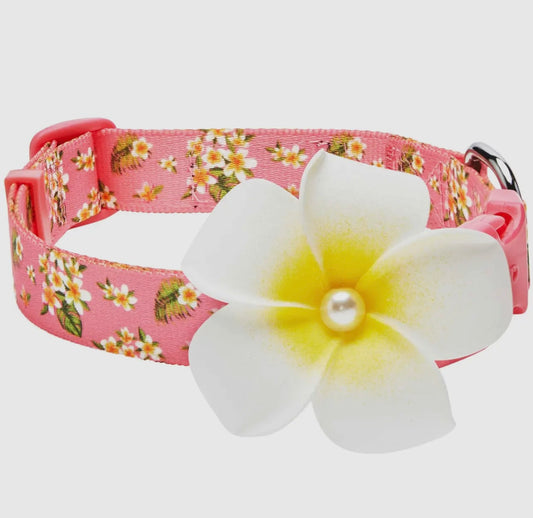 Tropical Yellow Plumeria Flower Dog Collar