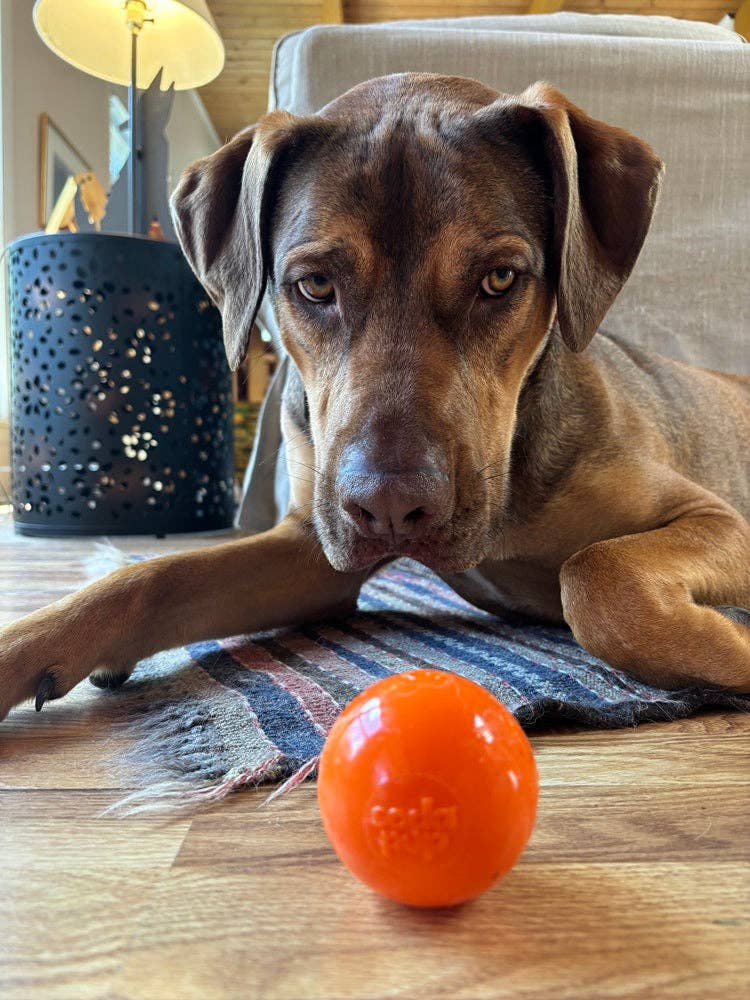 🐶🎾SodaPup Squeak Ball – Durable Floating Dog Toy Made in the USA