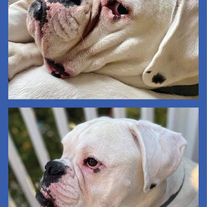 Squishface Wrinkle Wipes 5”x7” Dog Wipes with Chlorhexidine