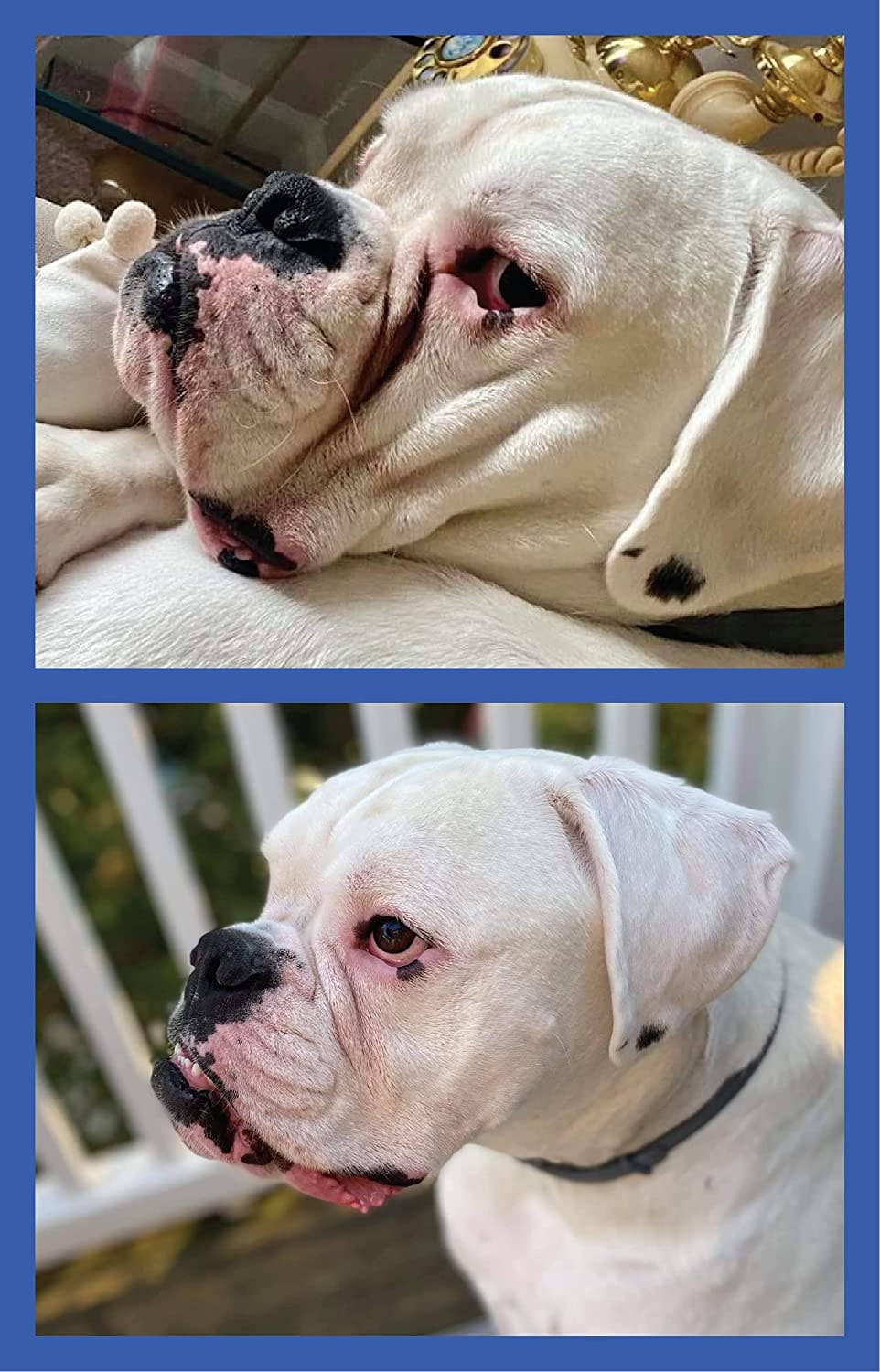 Squishface Wrinkle Wipes 5”x7” Dog Wipes with Chlorhexidine