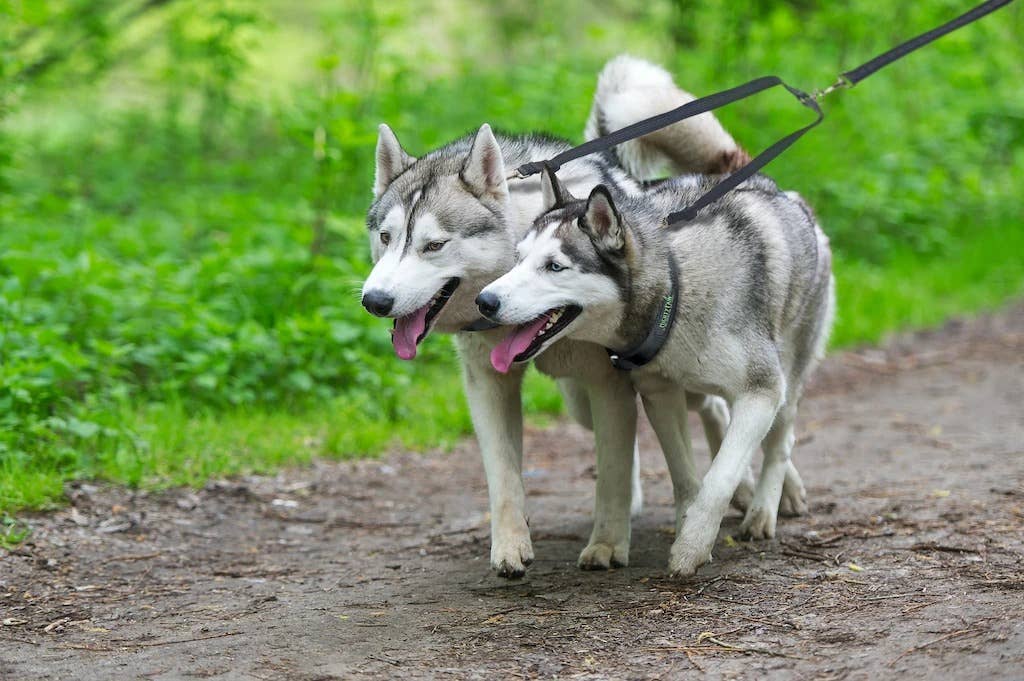 🐾 Mighty Paw Adjustable Dual Dog Leash – Tangle-Free, Versatile & Built for Every Pup 🐶🐶