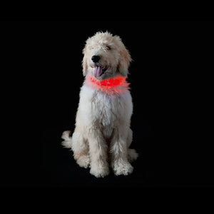 Led Safety Light-Up Dog Collar
