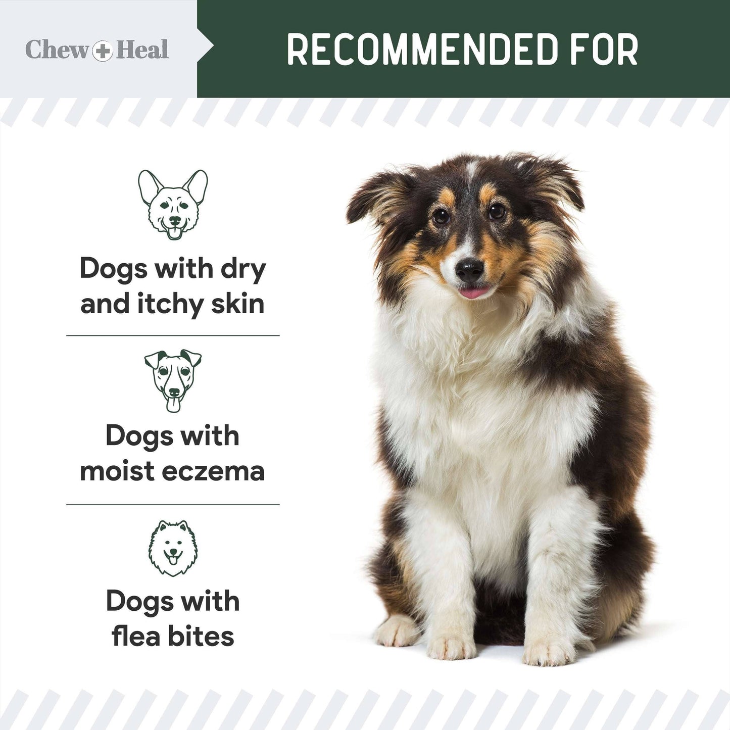 🧴🐾 Hydrocortisone Lotion for Dogs – Fast Itch Relief & Skin Soothing Care