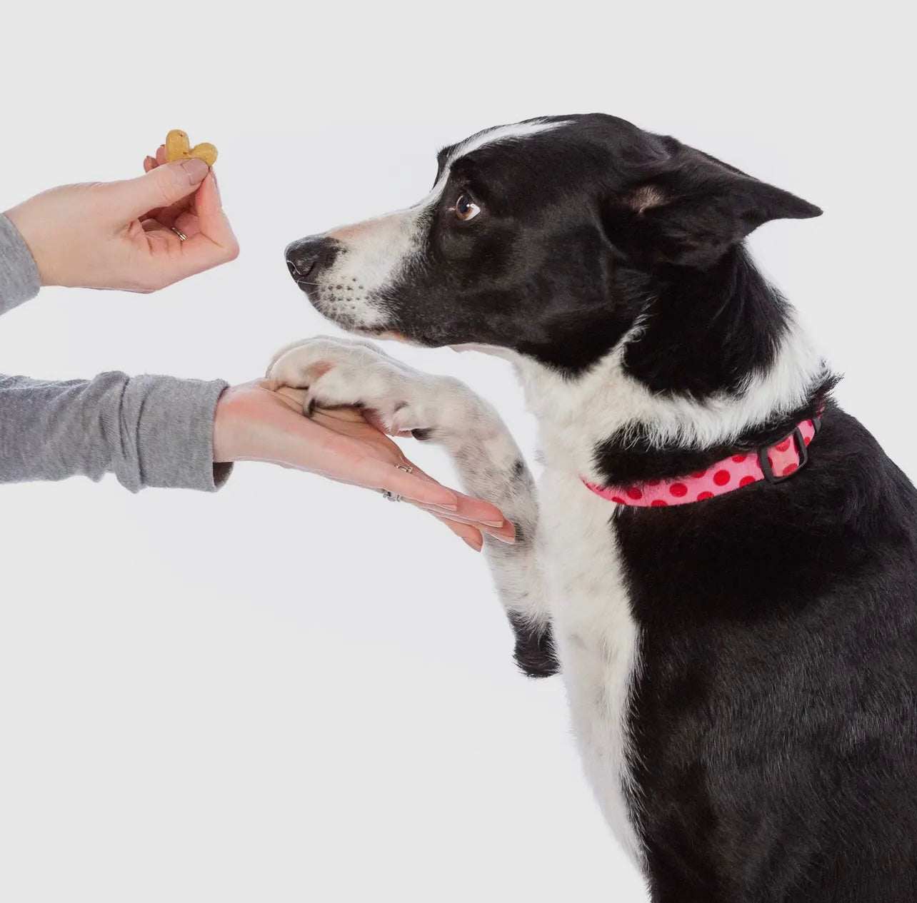 Roasted Duck w/ Orange & Carrot
Crunchy Dog Treats, 1 oz