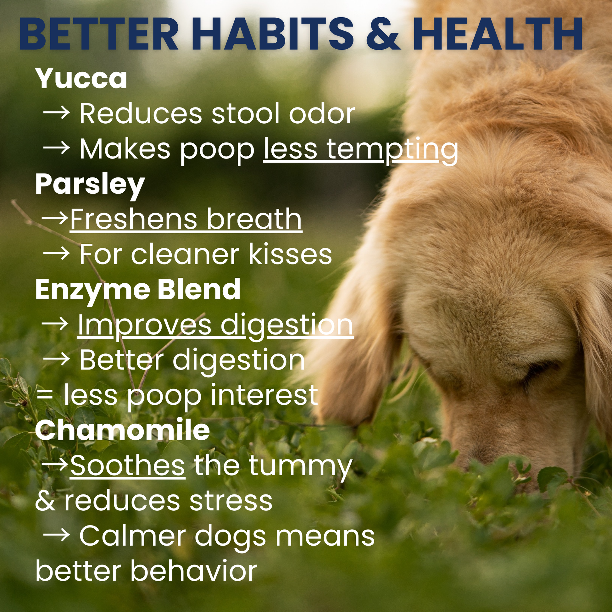 Poop Eating Deterrent Chew
