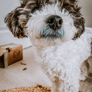 Organic Blue Spirulina Supplement