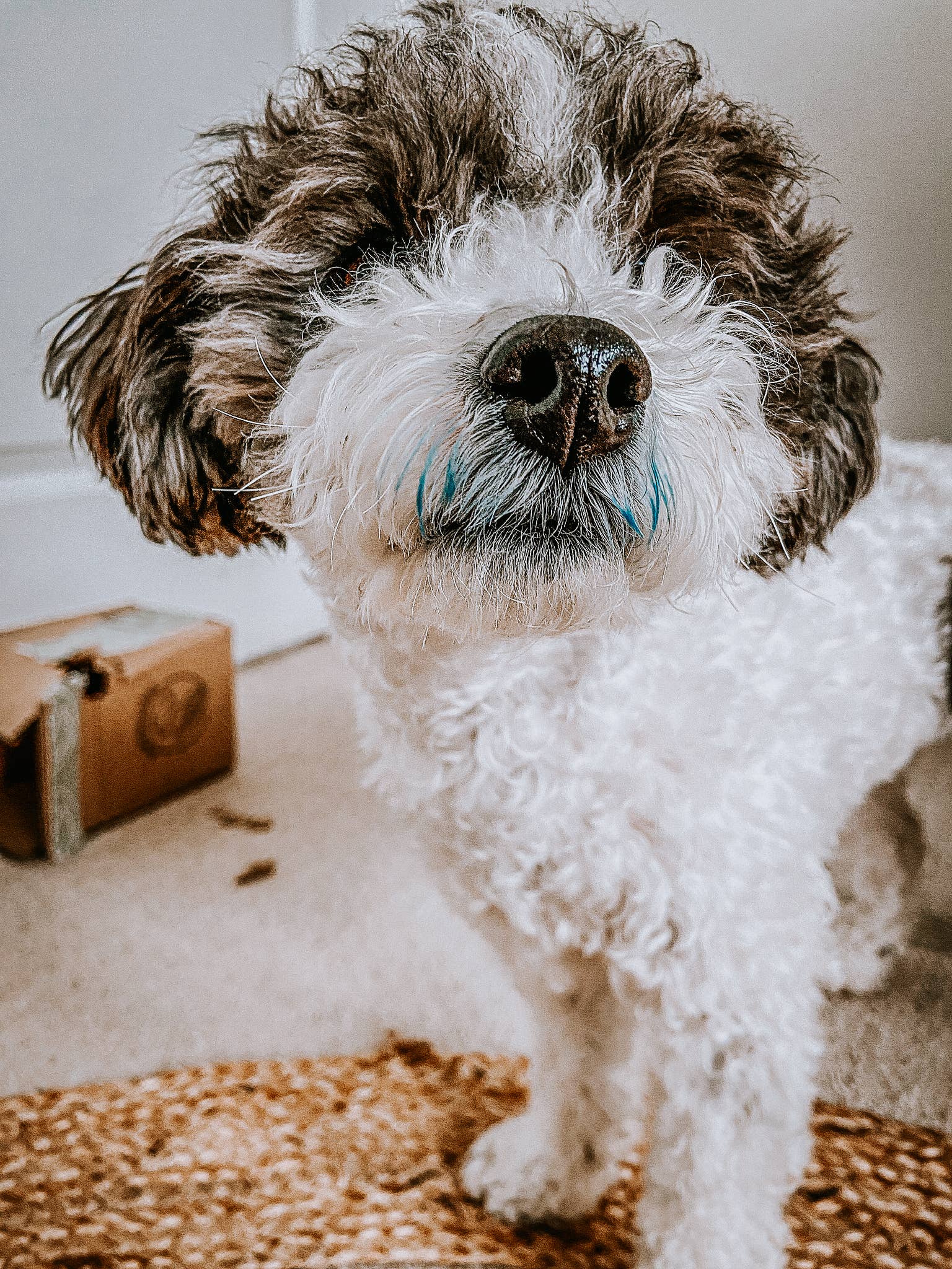 Organic Blue Spirulina Supplement