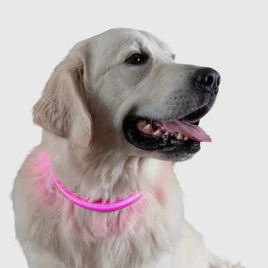 Led Safety Light-Up Dog Collar