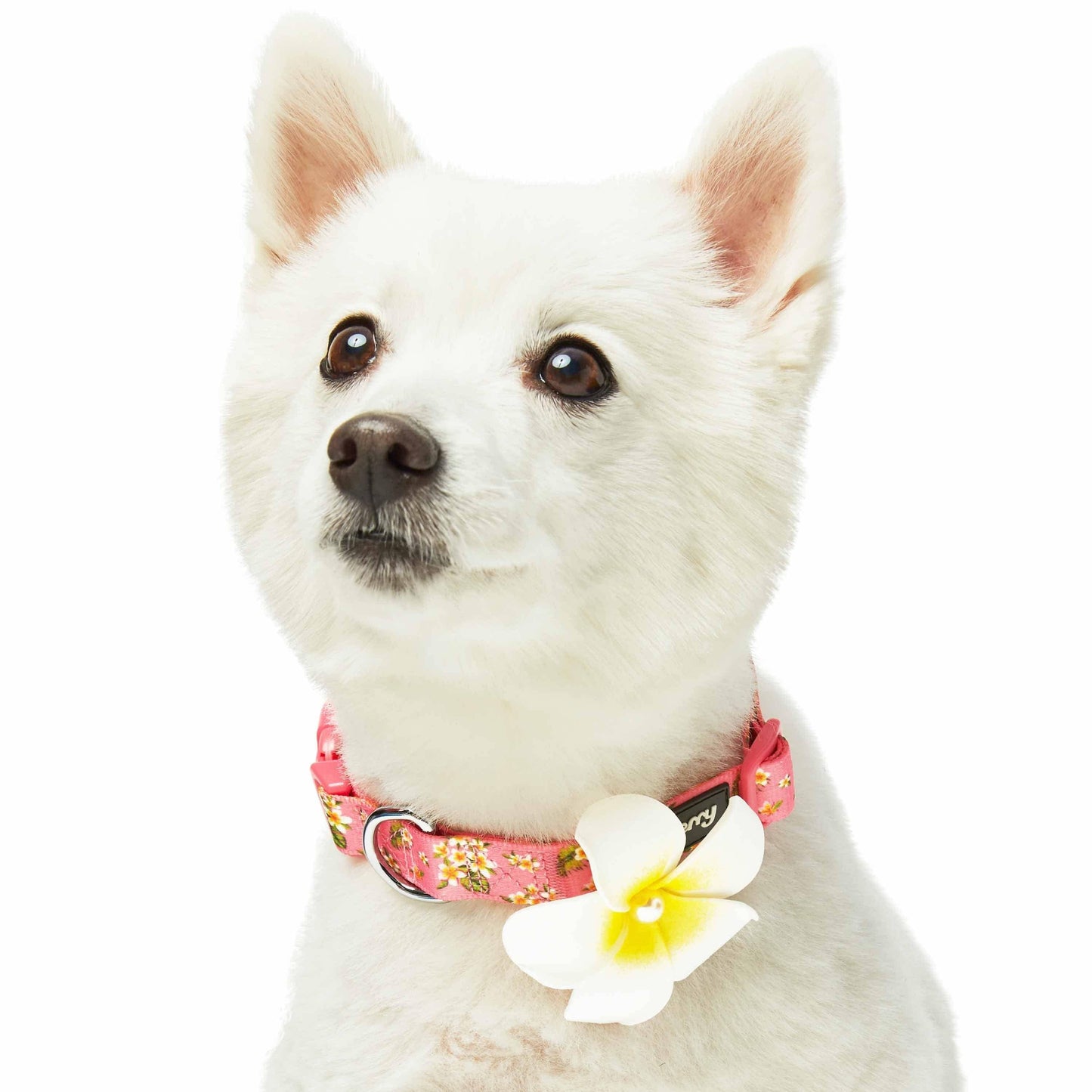 🌺 Tropical Flower Dog Collar – Bright, Durable & Stylish Everyday Wear 🐾