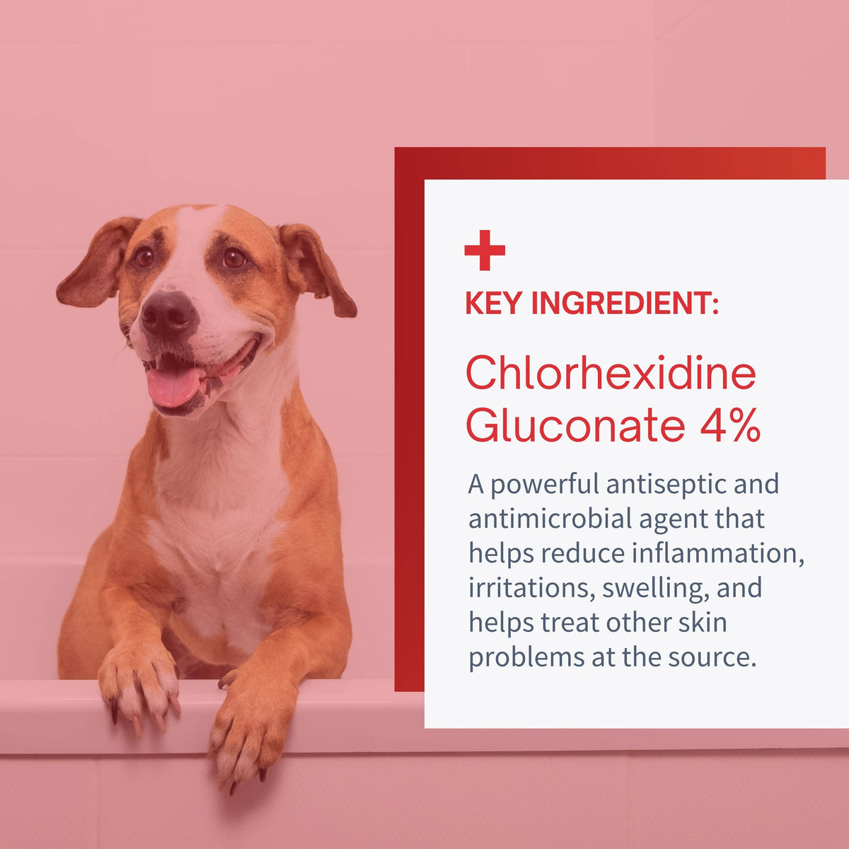 🐶🐱🛁SensoVet Chlorhexidine 4% Max Strength Shampoo for Dogs & Cats