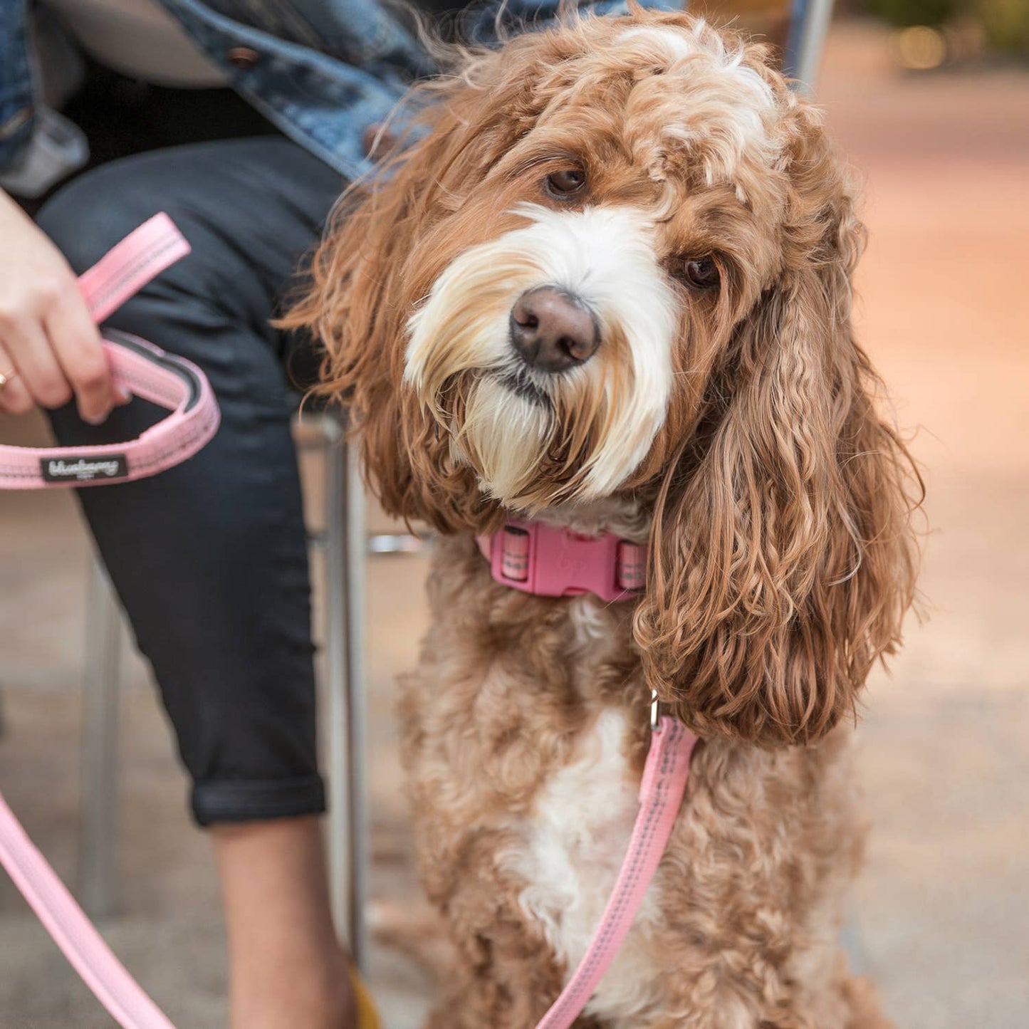 🌸 Spring Colors Reflective Soft Padded Safety Dog Leash
