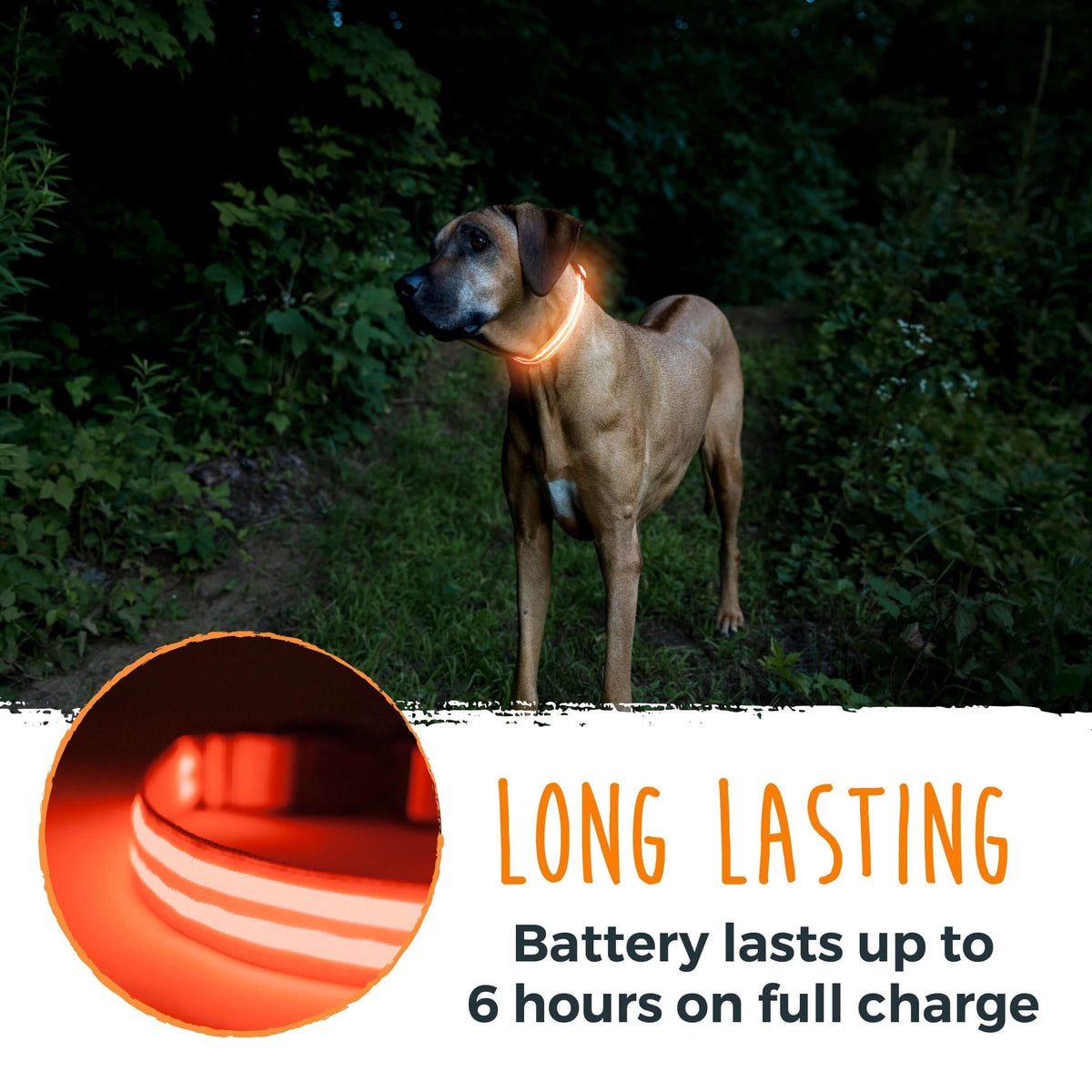 Weather-Resistant LED Dog Collar