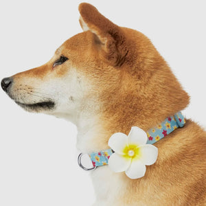 Tropical Yellow Plumeria Flower Dog Collar