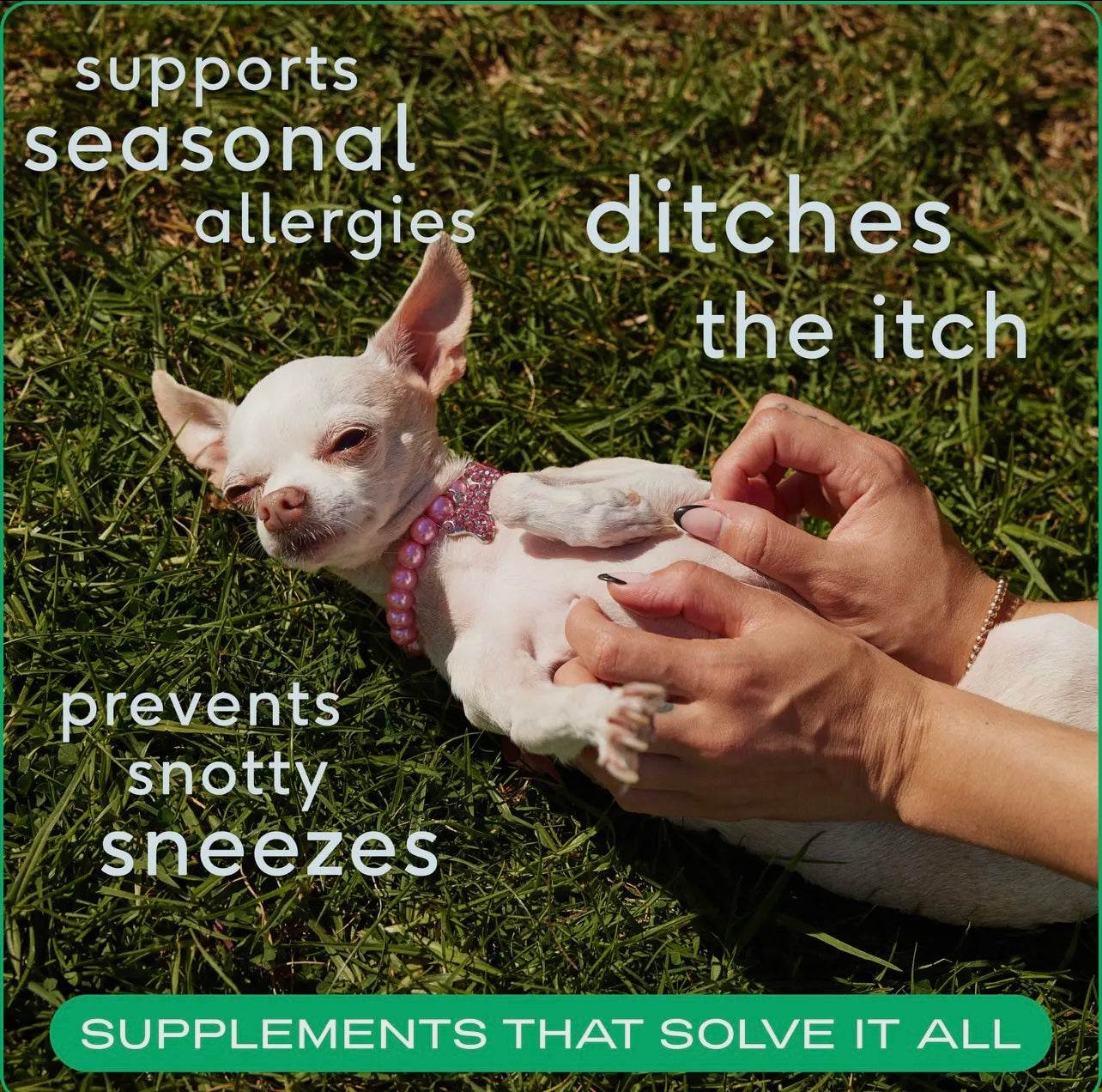 Allergy & Immune Chews, An Allergy & Itch Relief Supplement