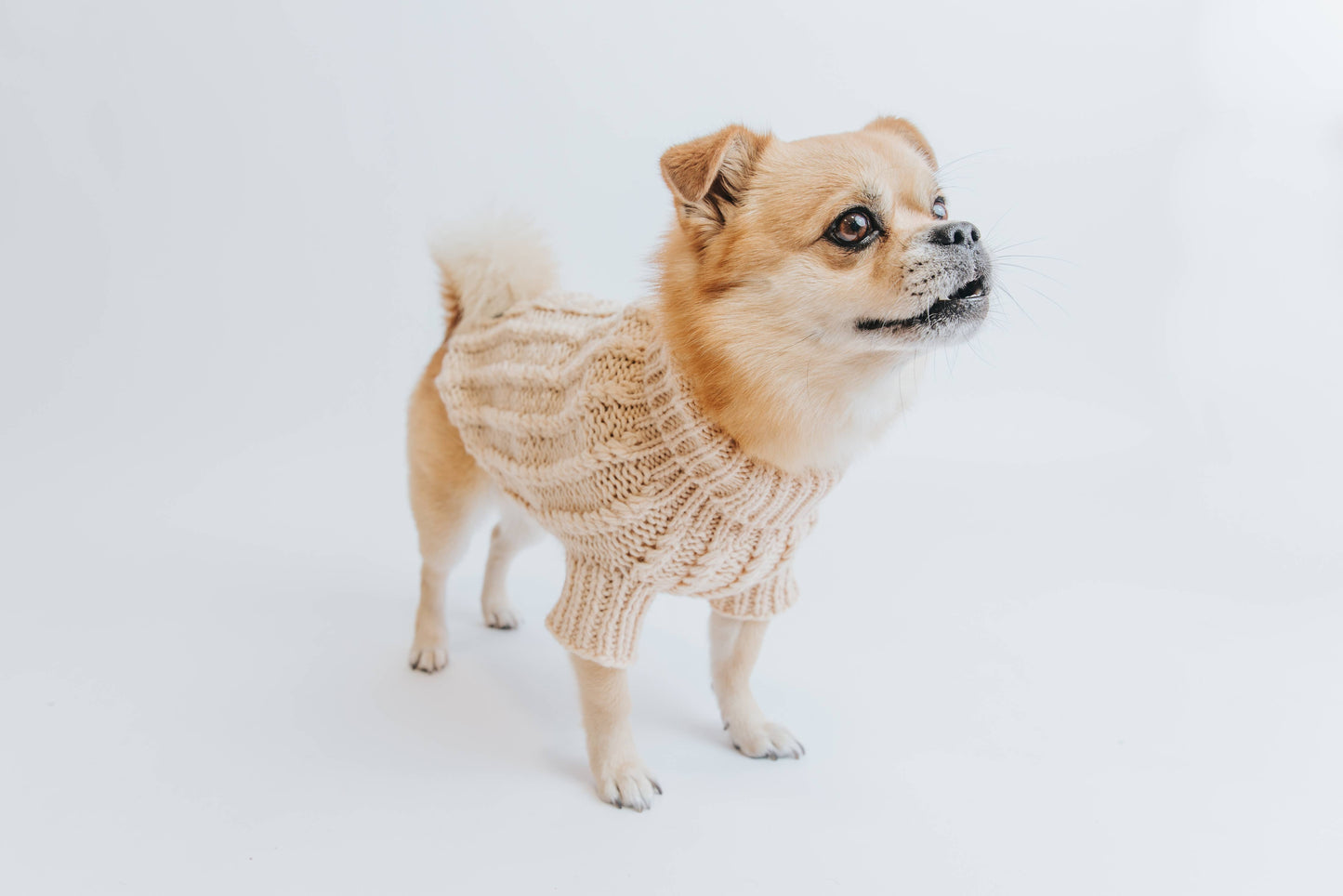 Dog Cable Knit Sweater - Beige