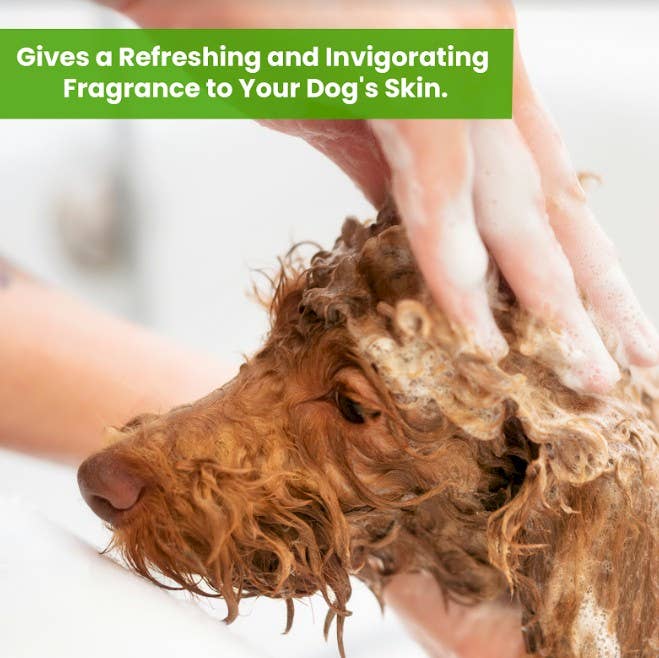 🐾Eucalyptus Peppermint Shampoo