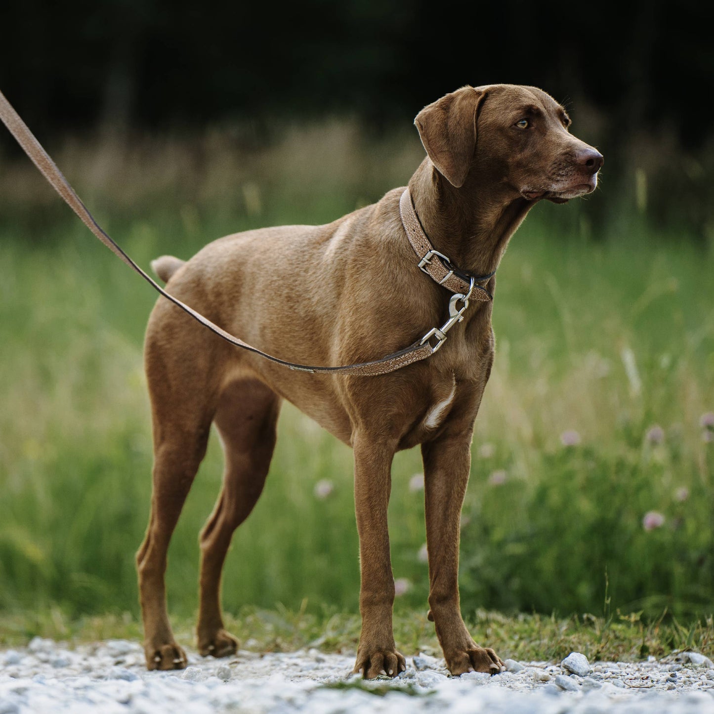 Mighty Paw Premium Leather Dog Leash – 5-Foot 🐶🤎
