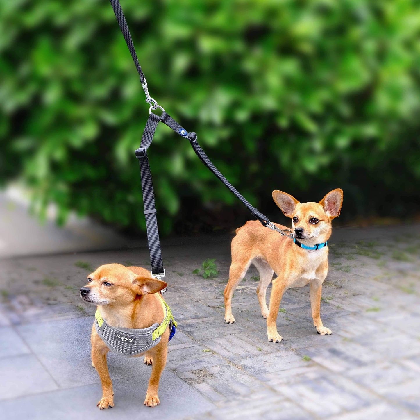 🐕🐕Double Dog Leash Coupler for Walking 2 Dogs