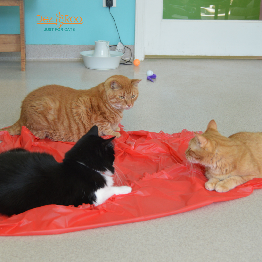 Magic Carpet - Play Tent for Cats