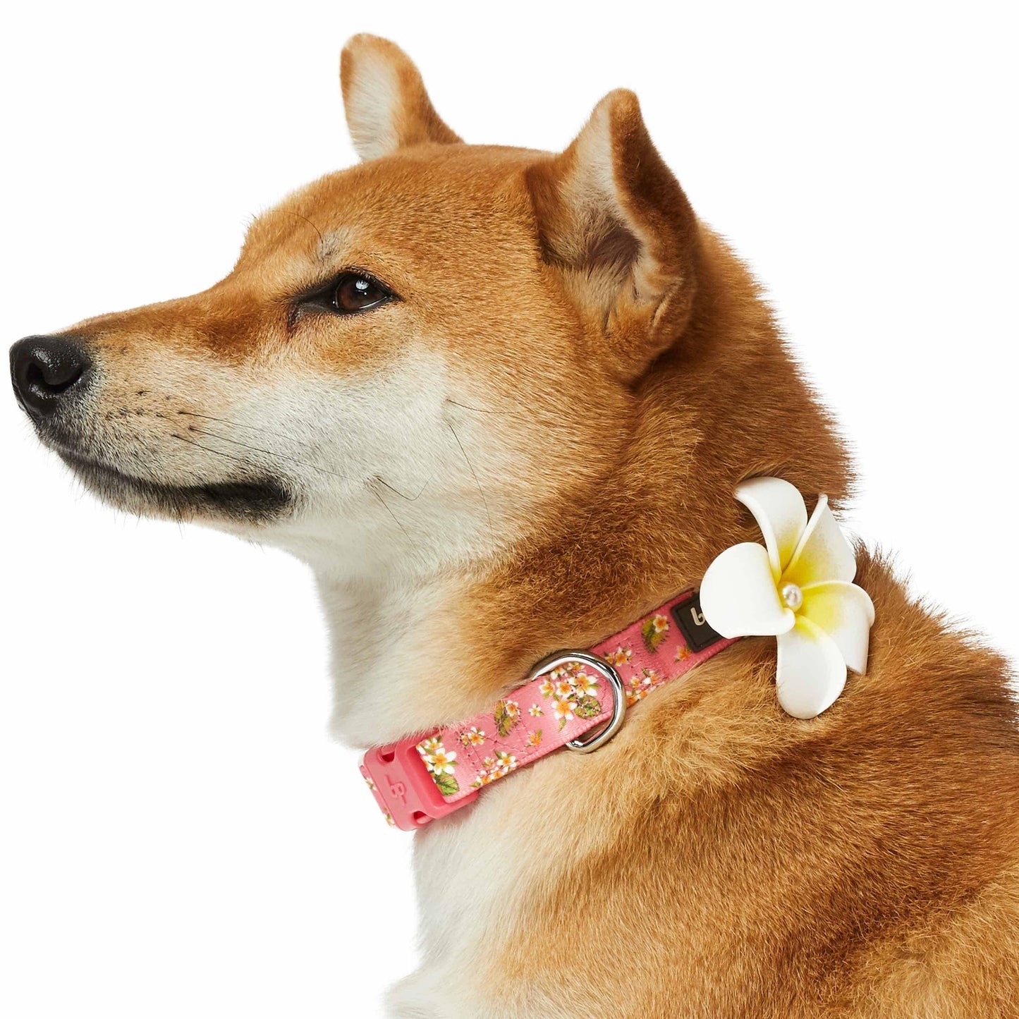 🌺 Tropical Flower Dog Collar – Bright, Durable & Stylish Everyday Wear 🐾