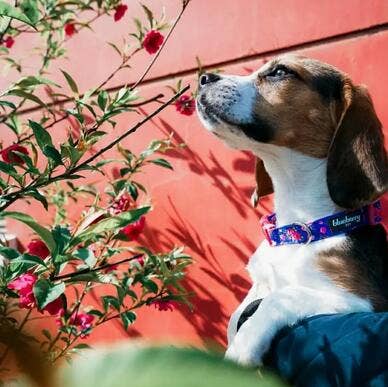🌹 Best-Selling Floral Dog Collar – Elegant, Durable & Everyday Ready 🐾