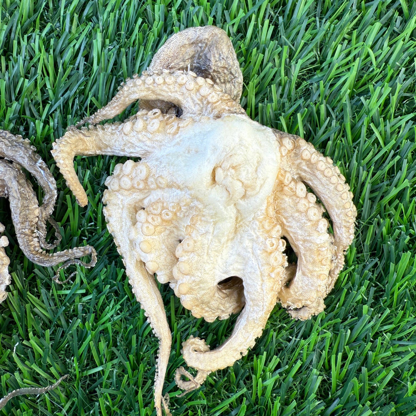🐙🐶🐱 Freeze-Dried Baby Octopus – Single-Ingredient Treats for Dogs & Cats