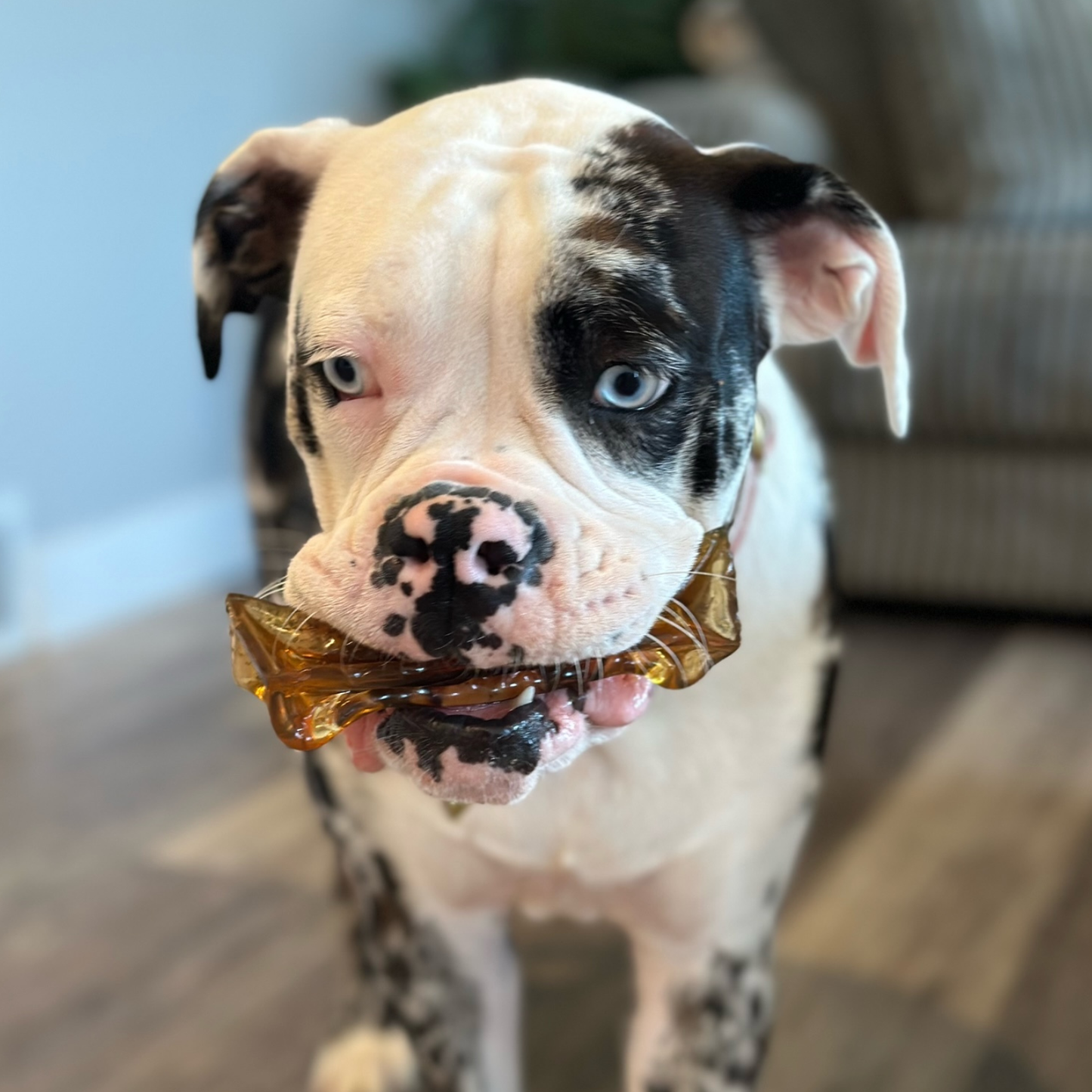 Mighty Marrows Collagen Chew