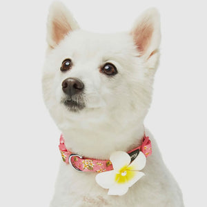 Tropical Yellow Plumeria Flower Dog Collar