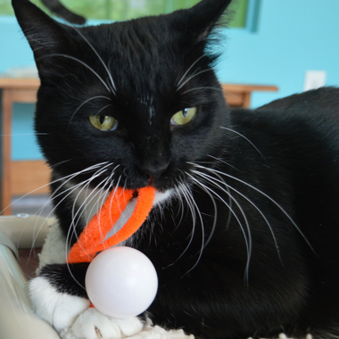 Wiggly Pong - Cat Toy Plastic Pong Ball