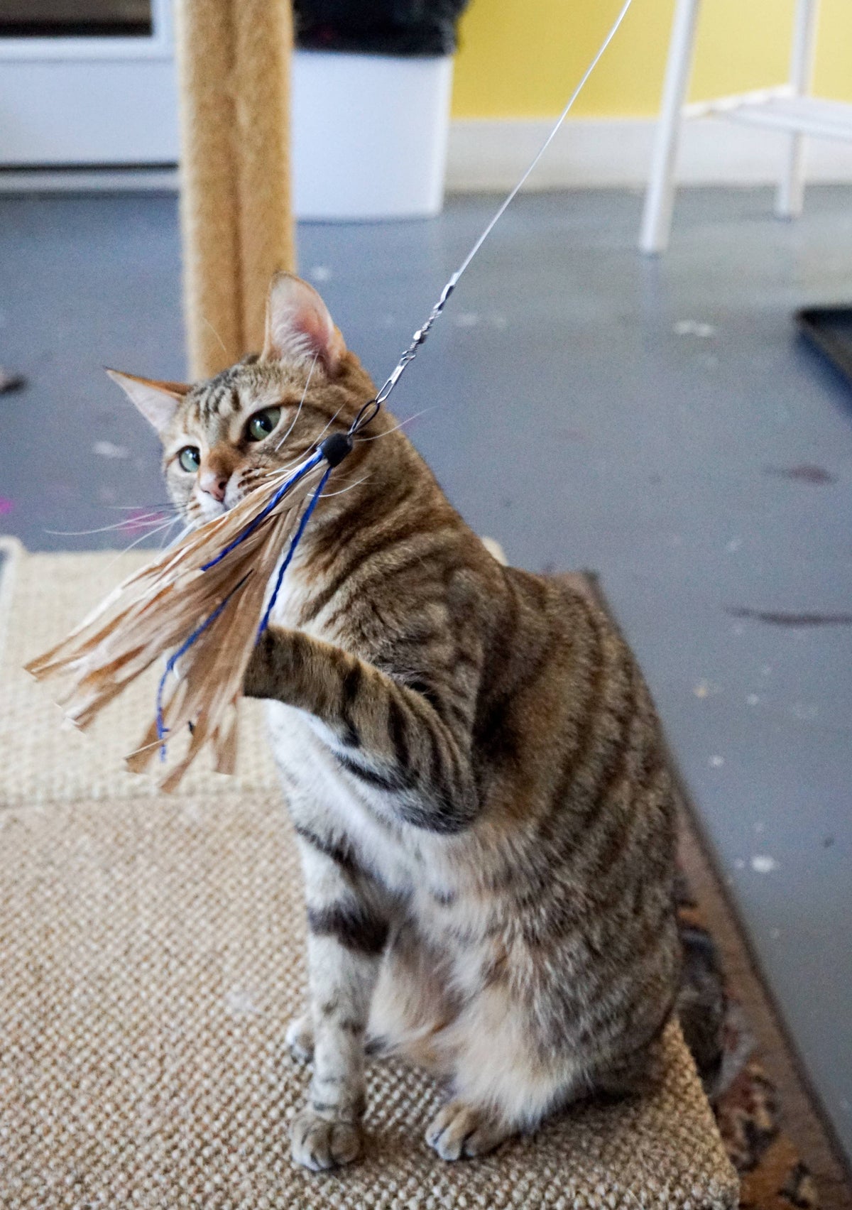 Cuttlefish - Wand Attachment Replacement