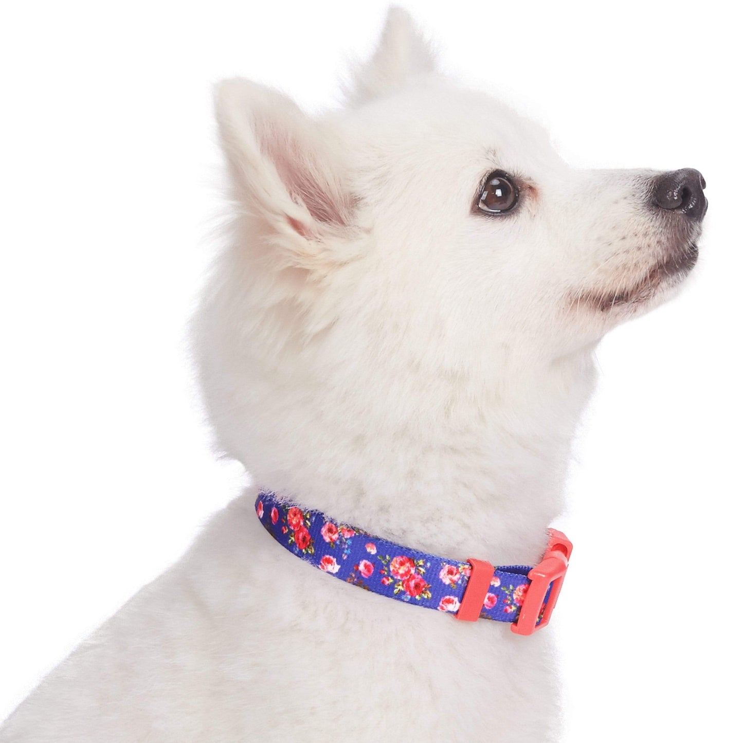 🌹 Best-Selling Floral Dog Collar – Elegant, Durable & Everyday Ready 🐾