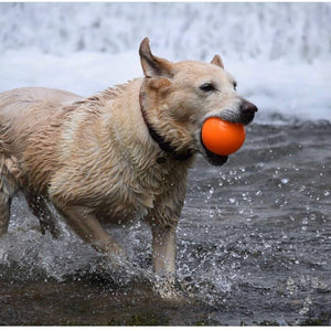 Fetch and Glow Ball