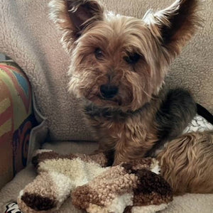 Hank the Moose