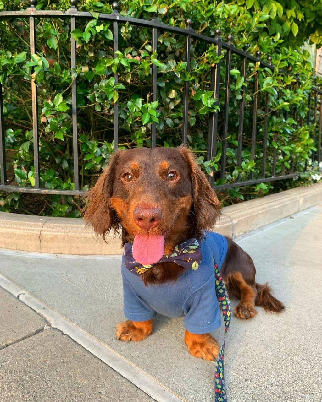 🌮🐾 “Let’s Taco Bout It” Cotton Dog Tee – The Cutest Taco Tuesday Essential
