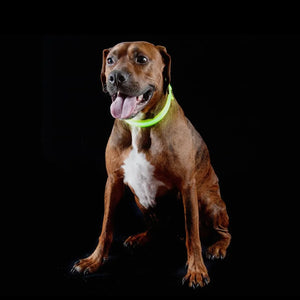 Led Safety Light-Up Dog Collar