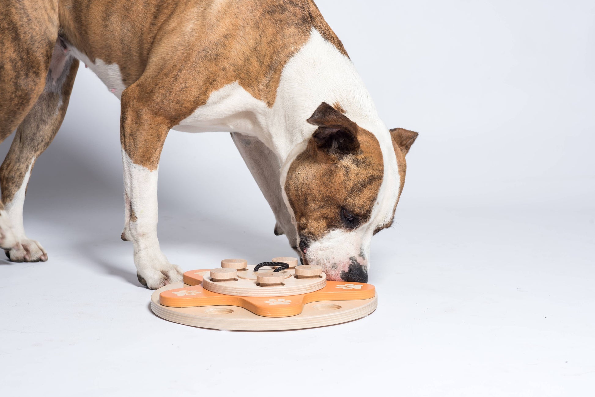 🌼 Dog’s Flower Puzzle Toy – Adjustable Level 1–4 Enrichment Game for Curious Dogs